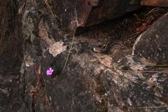Oxalis livida altior