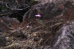 Oxalis livida altior