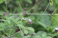 Hymenia perspectalis