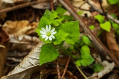 Stellaria neglecta