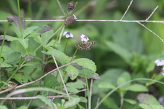 Hymenia perspectalis