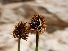 Carex illota