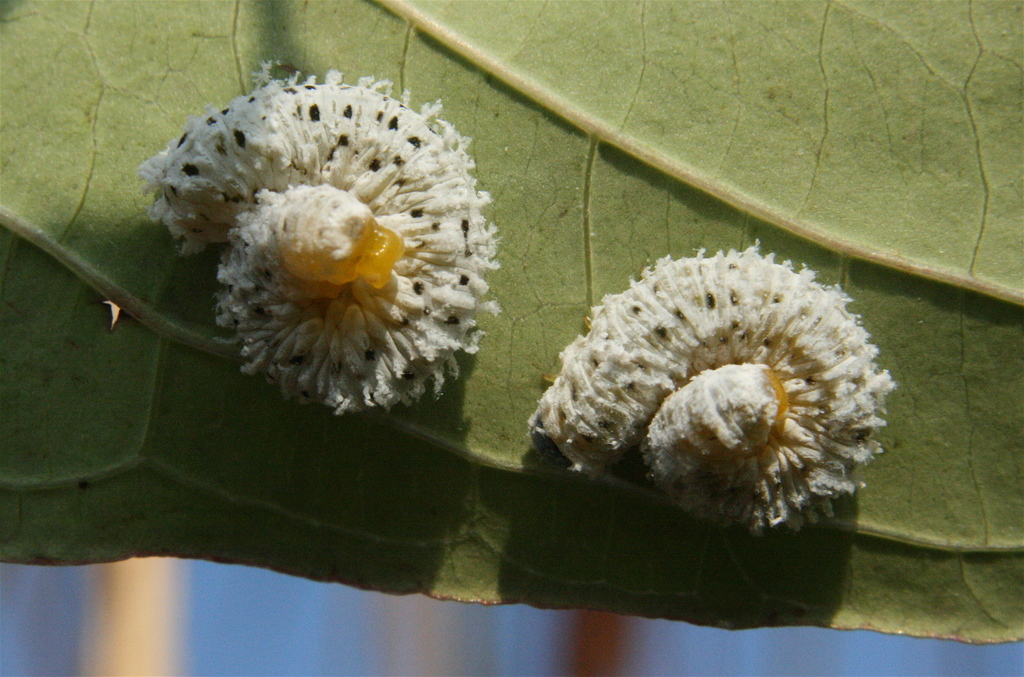 Dogwood Sawflies