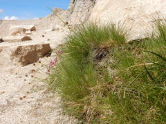 Carex illota