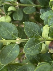 Eurytetranychus buxi