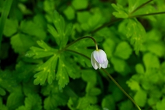 Anemonastrum flaccidum
