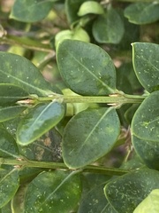 Eurytetranychus buxi