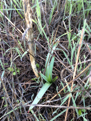 Chlorogalum pomeridianum