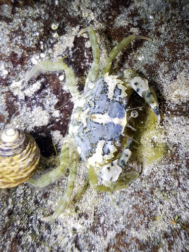 European Green Crab, photo 6 of 10