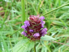 Prunella vulgaris