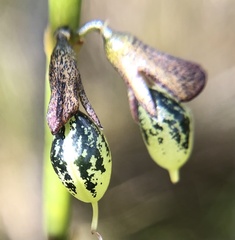 Sphaerolobium rostratum