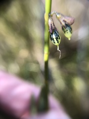 Sphaerolobium rostratum