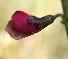 Sphaerolobium rostratum