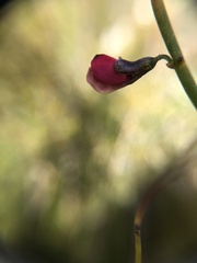 Sphaerolobium rostratum