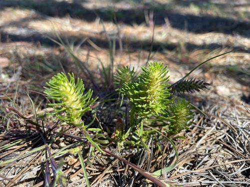 Image of Dischisma capitatum by (c) Matt Berger, some rights reserved (CC BY)
