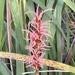 Anarthria scabra - Photo (c) dizzyurid,  זכויות יוצרים חלקיות (CC BY-NC)
