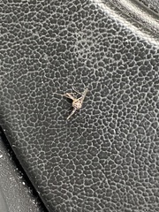 Psorophora cyanescens