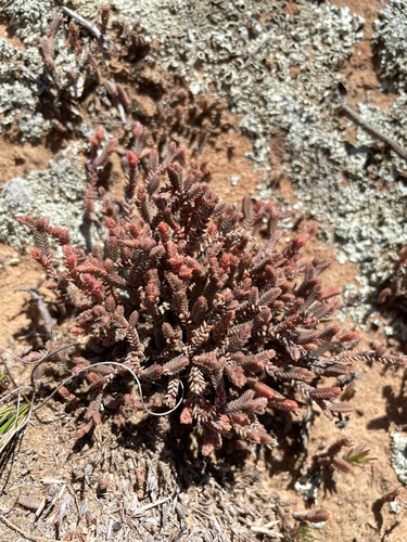 Sedum muscosum (L.) Kuntze