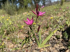 Hesperantha pauciflora