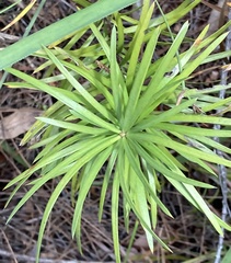 Podocarpus drouynianus