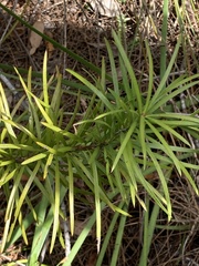 Podocarpus drouynianus
