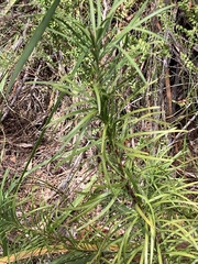 Podocarpus drouynianus
