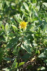 Borrichia frutescens image