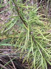 Podocarpus drouynianus