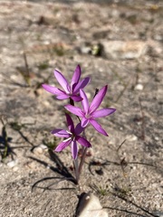 Hesperantha pauciflora