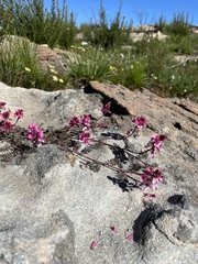 Indigofera humifusoides