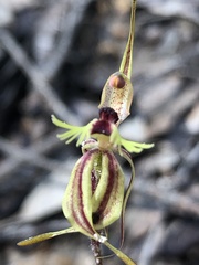 Caladenia plicata