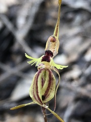 Caladenia plicata
