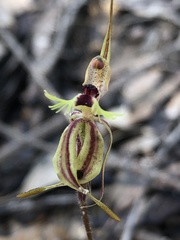 Caladenia plicata