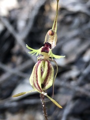 Caladenia plicata