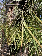 Persoonia longifolia