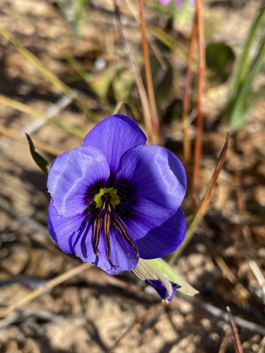 Image of Geissorhiza splendidissima by (c) Matt Berger, some rights reserved (CC BY)