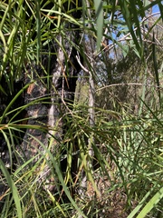 Persoonia longifolia