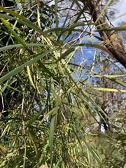 Persoonia longifolia