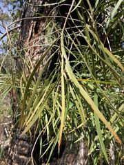 Persoonia longifolia