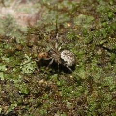 Drapetisca alteranda