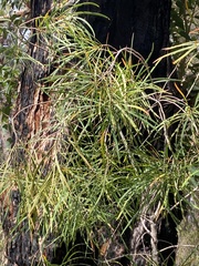 Persoonia longifolia