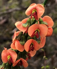 Sphaerolobium grandiflorum
