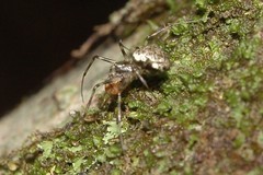 Drapetisca alteranda