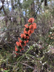 Sphaerolobium grandiflorum