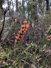 Sphaerolobium grandiflorum