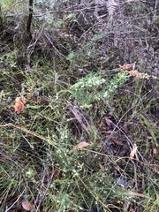 Sphaerolobium grandiflorum