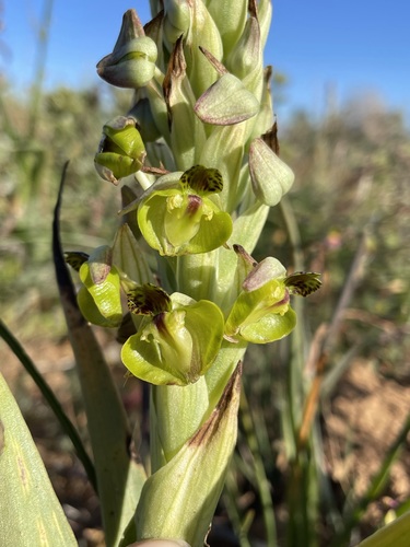 Image of Pterygodium hallii by (c) Matt Berger, some rights reserved (CC BY)