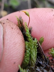 Rhynchostegium aquaticum