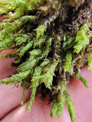 Rhynchostegium aquaticum