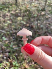 Cystoderma carcharias